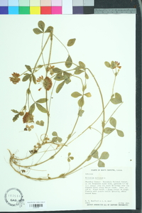 Trifolium reflexum image