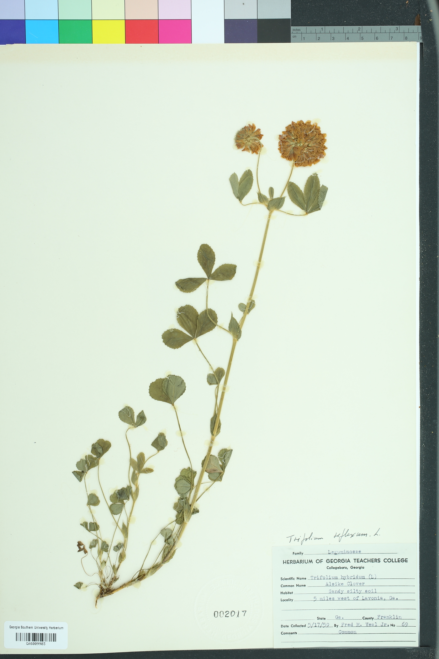 Trifolium reflexum image