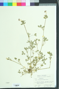 Trifolium resupinatum image