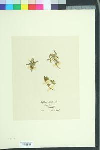 Trifolium strictum image