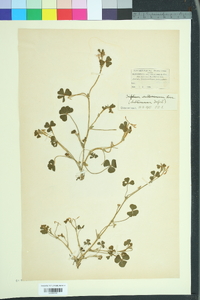 Trifolium subterraneum image