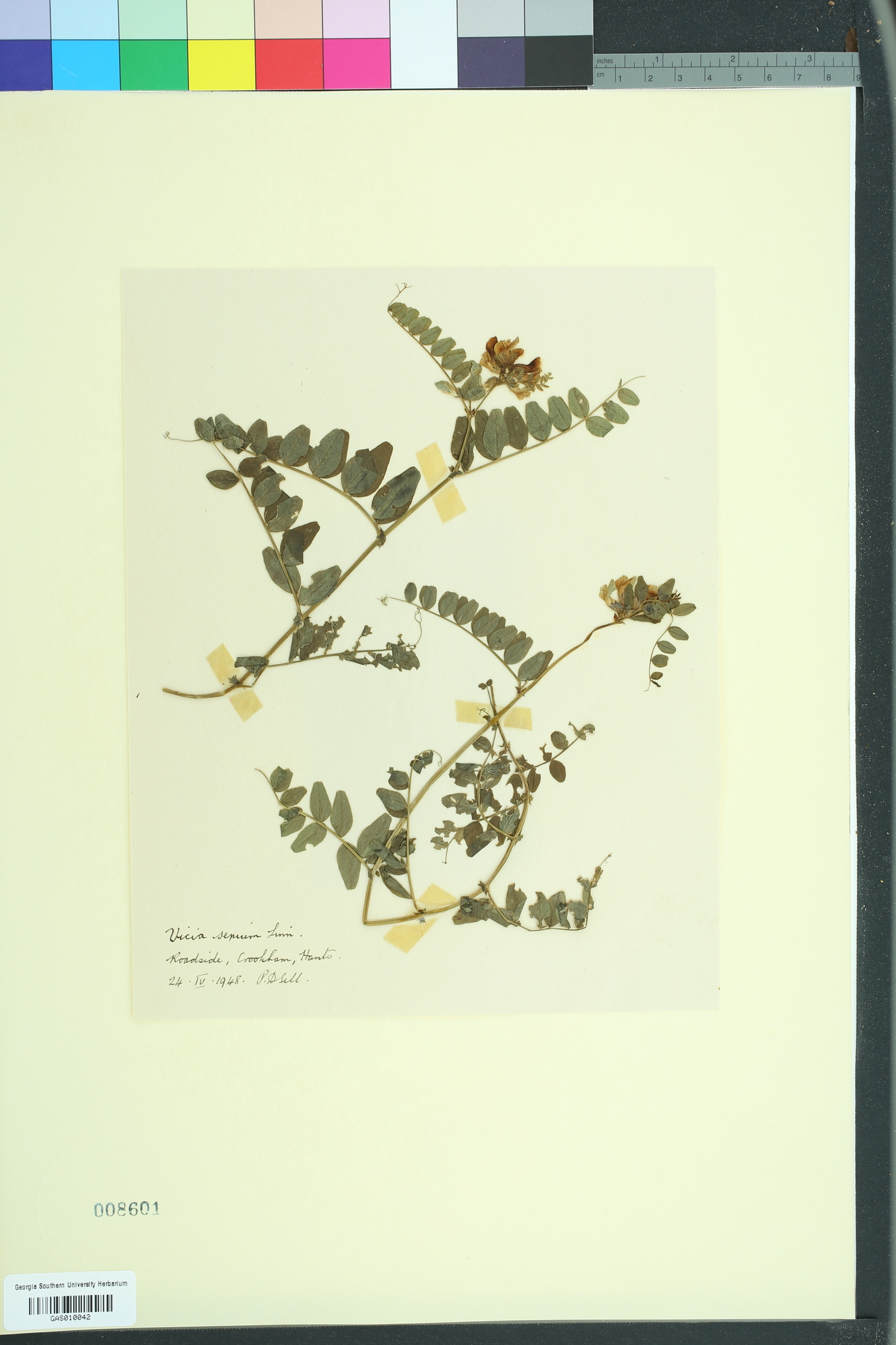 Vicia sepium image
