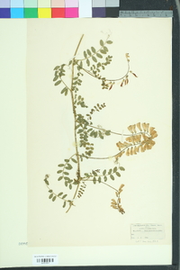 Vicia sylvatica image