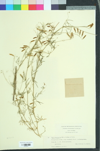 Image of Vicia laxiflora