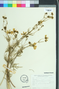 Bidens trichosperma image