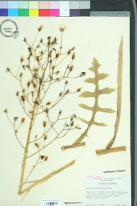 Lactuca graminifolia image