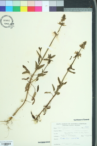 Stachys floridana image