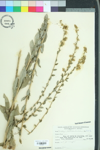 Solidago patula image