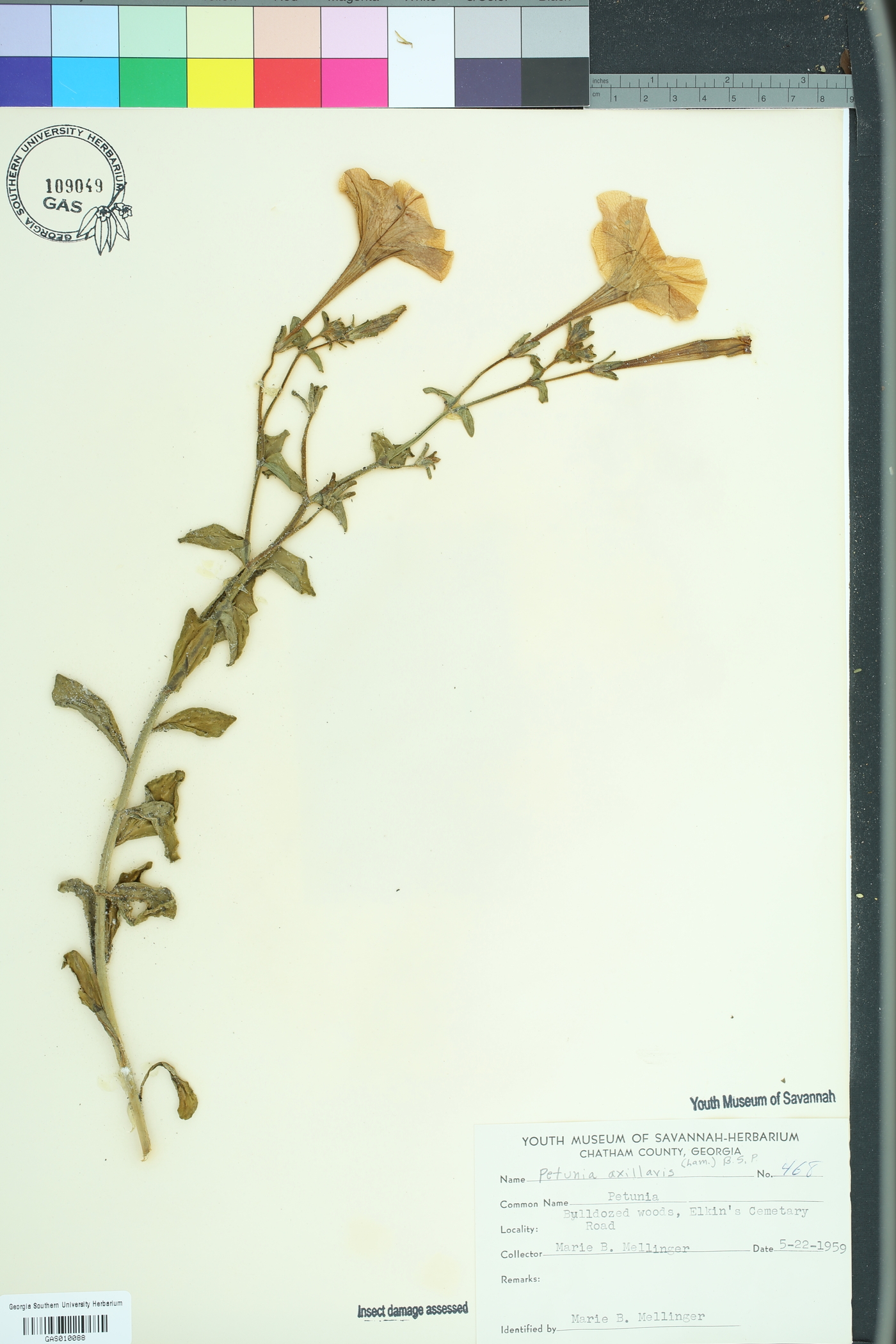 Petunia axillaris image