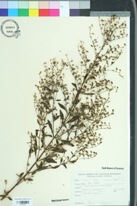 Trichostema dichotomum image