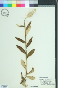 Pterocaulon pycnostachyum image