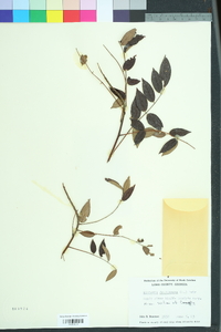 Wisteria frutescens image