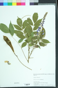 Wisteria sinensis image