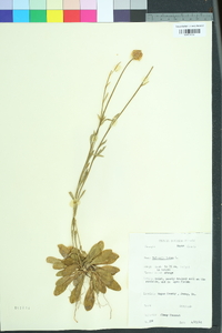 Polygala lutea image