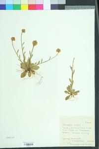 Polygala lutea image
