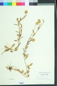 Polygala lutea image