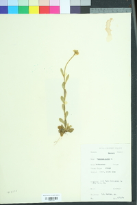 Polygala lutea image