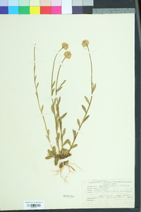 Polygala lutea image