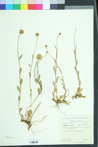 Polygala lutea image