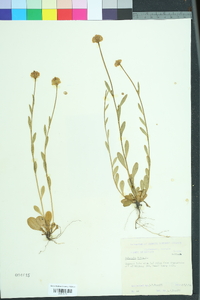 Polygala lutea image