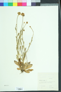 Polygala lutea image