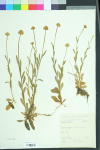 Polygala lutea image