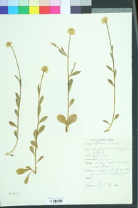 Polygala lutea image