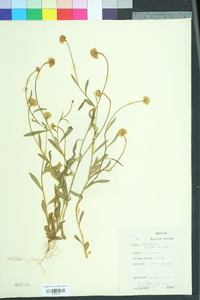 Polygala lutea image