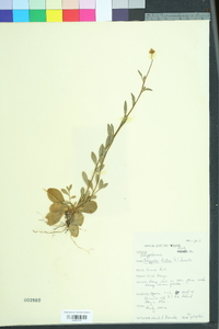 Polygala lutea image