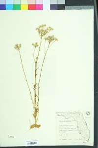 Polygala balduinii image