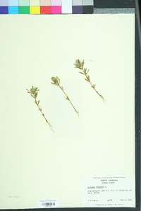 Polygala cruciata image