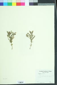 Polygala cruciata image