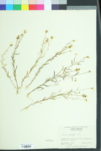 Polygala curtissii image