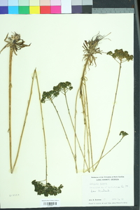 Polygala cymosa image