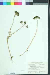 Polygala cymosa image