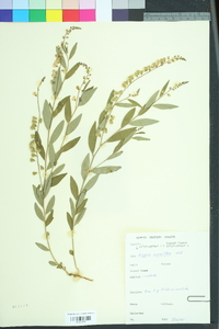 Asemeia grandiflora image