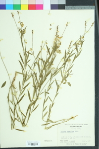 Asemeia grandiflora image