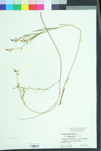 Asemeia grandiflora image