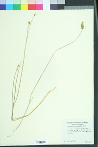 Polygala incarnata image