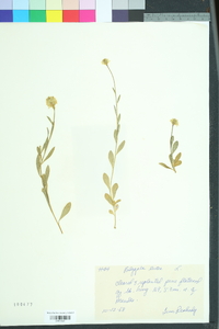 Polygala lutea image