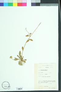 Polygala lutea image