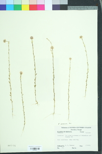 Polygala mariana image