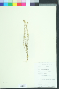 Polygala mariana image