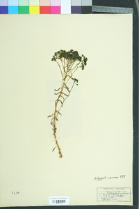 Polygala ramosa image