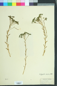 Polygala ramosa image