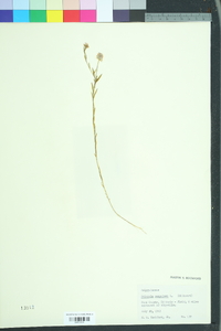 Polygala sanguinea image