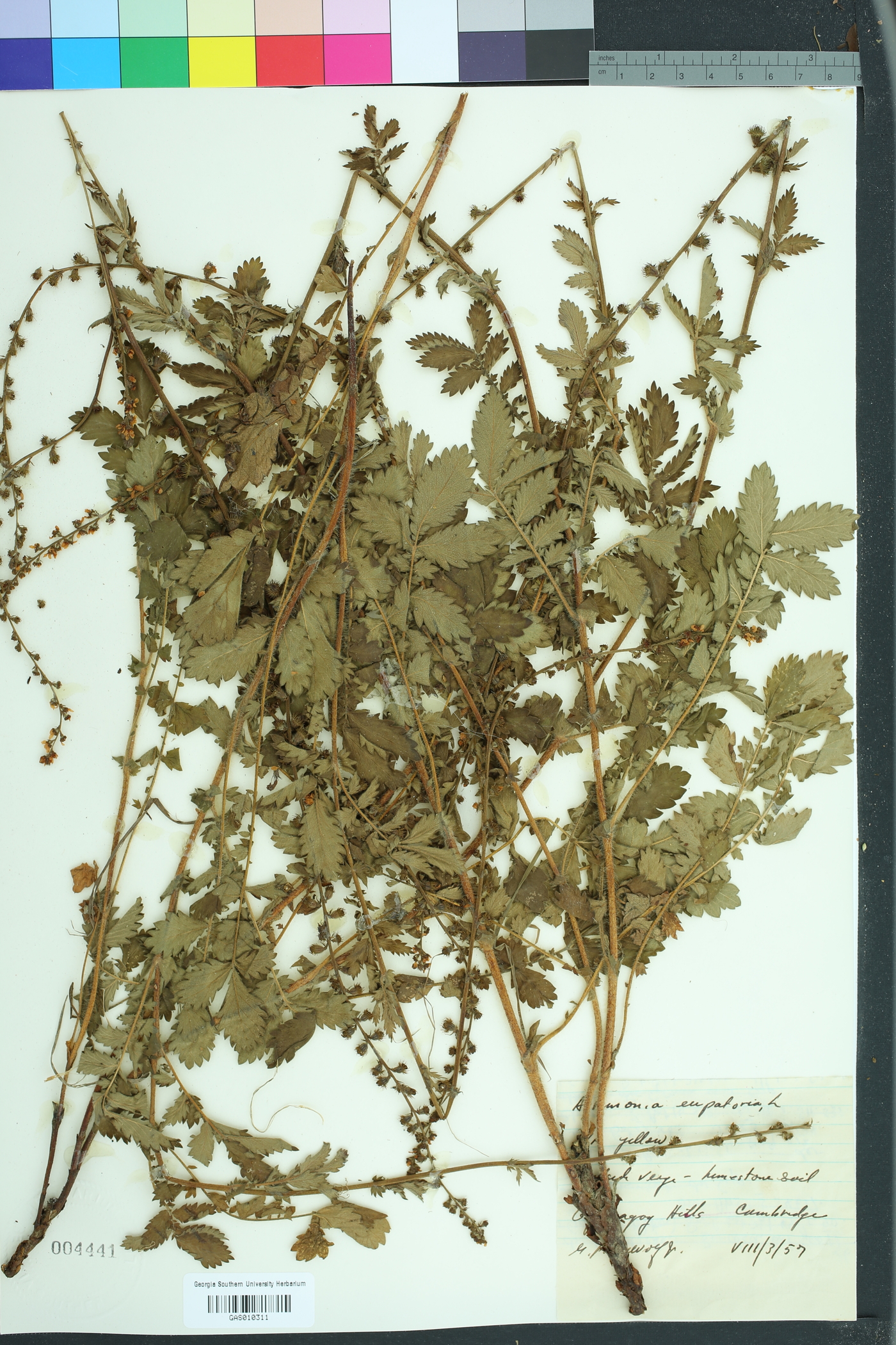 Agrimonia eupatoria image