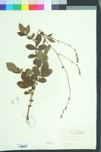 Agrimonia rostellata image