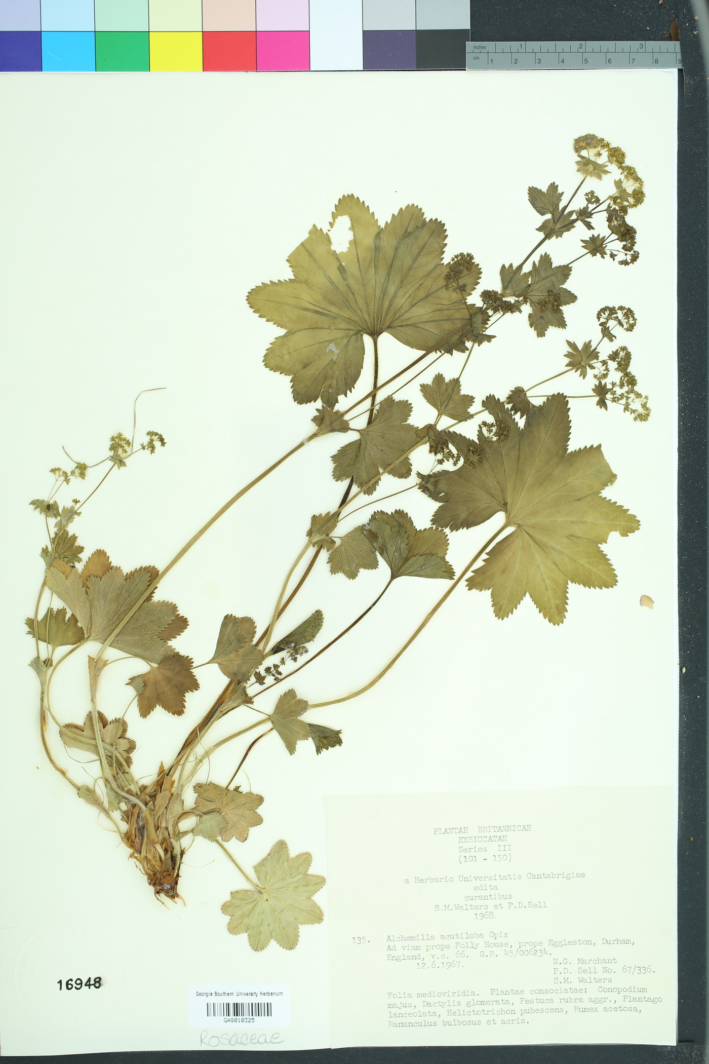 Alchemilla acutiloba image