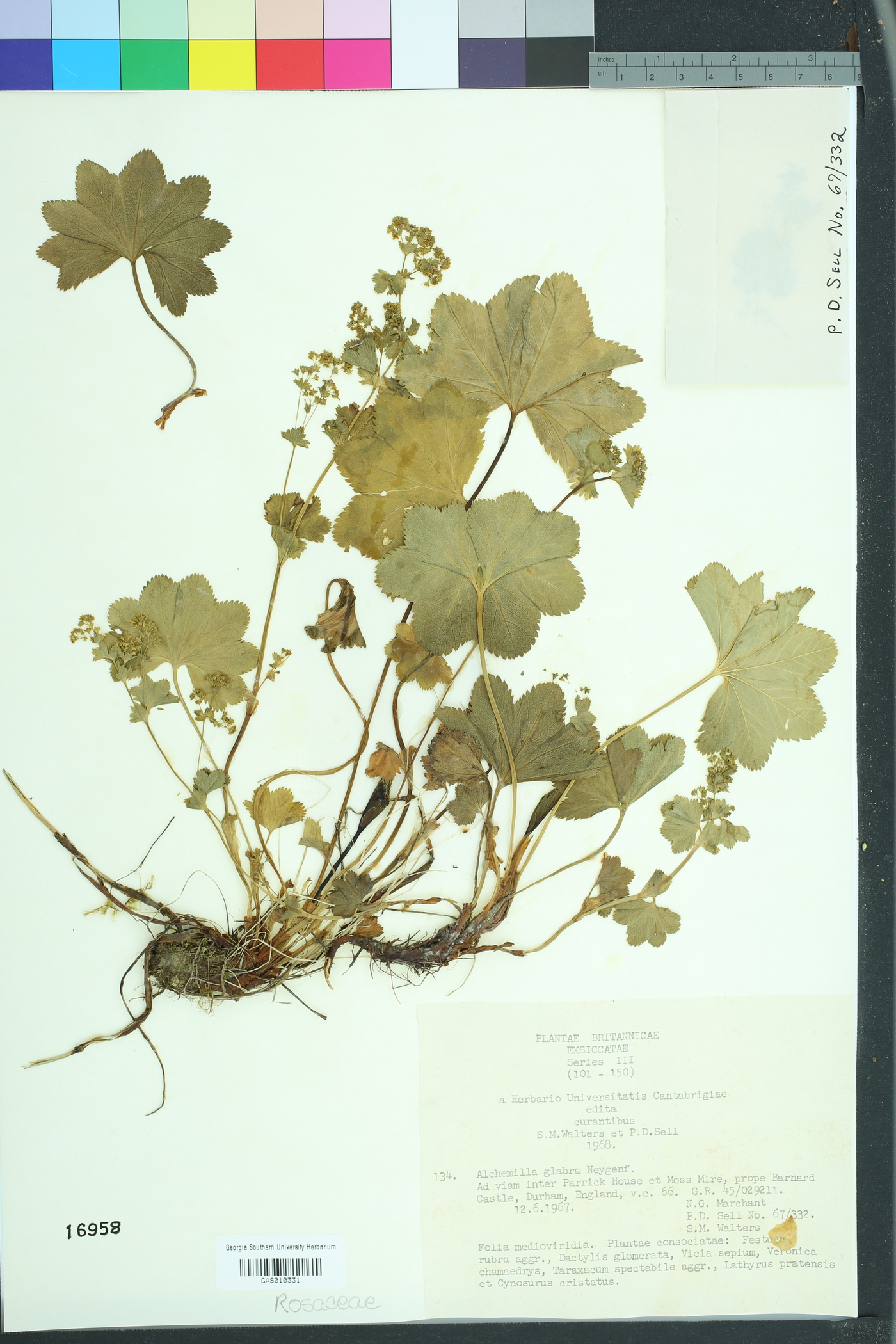 Alchemilla glabra image